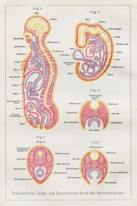 Framed Print : Sections human body anatomy engraving 1857 Framed Print : Sections human body anatomy engraving 1857