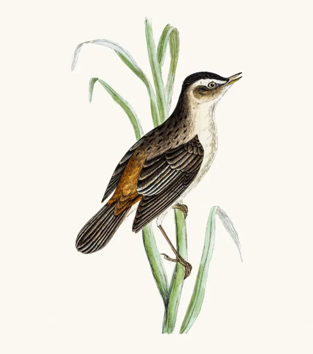 Framed Print : Sedge warbler