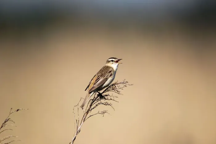 Framed Print : Sedge Warbler -Acrocephalus schoenobaenus-, singing, Burgenland, Austria, Europe Framed Print : Sedge Warbler -Acrocephalus schoenobaenus-, singing, Burgenland, Austria, Europe