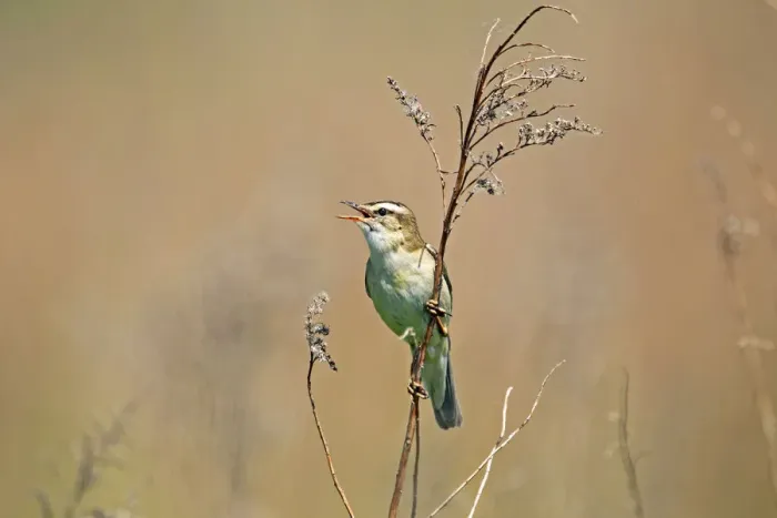 Framed Print : Sedge Warbler -Acrocephalus schoenobaenus-, singing, Burgenland, Austria, Europe