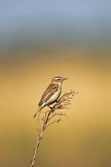 Framed Print : Sedge Warbler -Acrocephalus schoenobaenus-, Burgenland, Austria, Europe