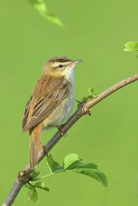 Framed Print : Sedge warbler (Acrocephalus schoenobaenus), sitting on a branch, HANSAG, Lake Neusiedl, Burgenland, Austria Framed Print : Sedge warbler (Acrocephalus schoenobaenus), sitting on a branch, HANSAG, Lake Neusiedl, Burgenland, Austria