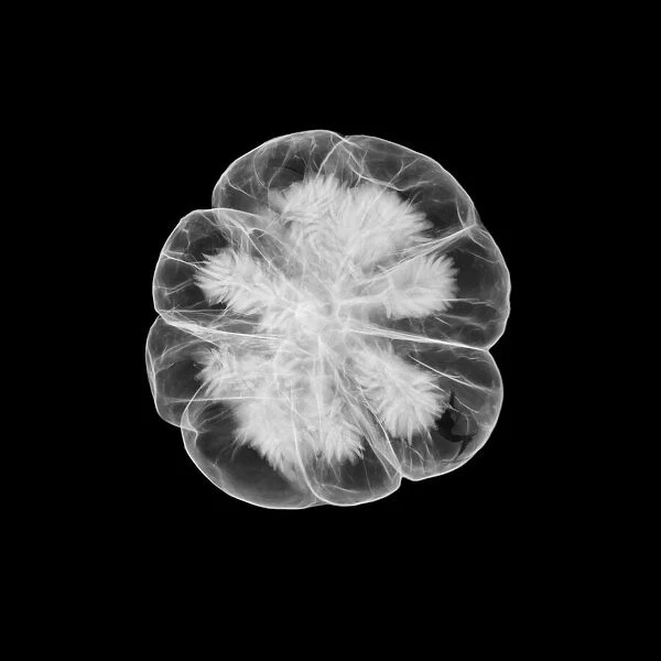 Seed head, X-ray