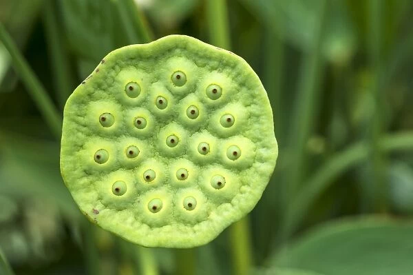 Seed pod of a Lotus flower -Nelumbo-, Bavaria, Germany