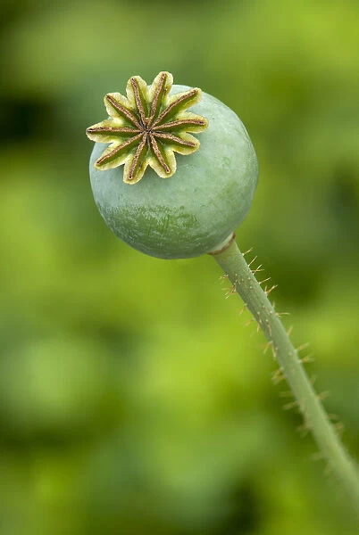 Seed pod of an Opium Poppy -Papaver somniferum-, Geneva, Genf, Switzerland
