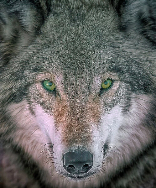 Seer; Gray Wolf