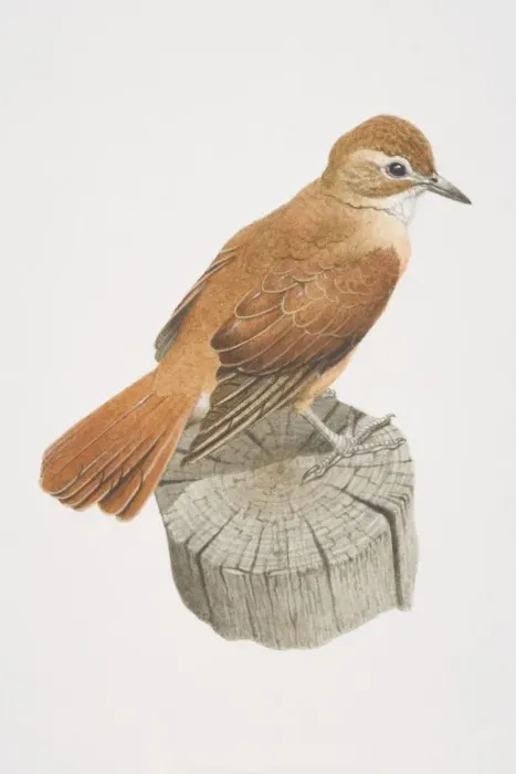 Framed Print : Seiurus aurocapillus, Ovenbird perched on tree stump Framed Print : Seiurus aurocapillus, Ovenbird perched on tree stump