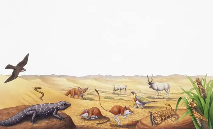 Framed Print : Selection of desert wildlife Framed Print : Selection of desert wildlife