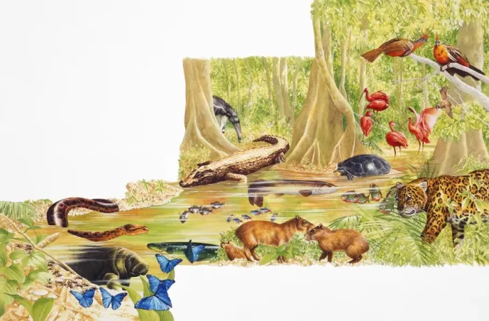 Framed Print : Selection of jungle and marine life Framed Print : Selection of jungle and marine life