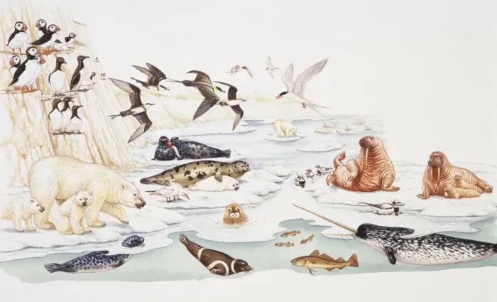 Framed Print : Selection of marine and arctic wildlife Framed Print : Selection of marine and arctic wildlife