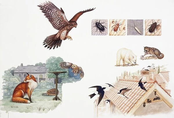 Selection of wild animals and insects