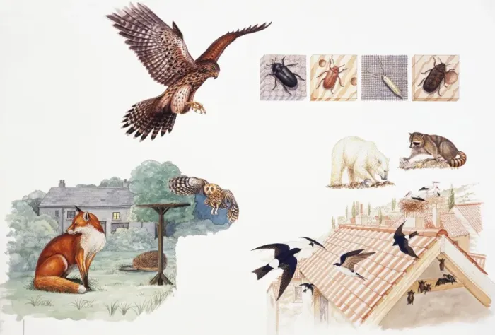 Framed Print : Selection of wild animals and insects Framed Print : Selection of wild animals and insects