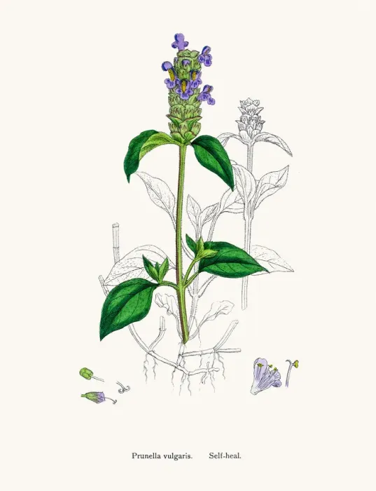 Framed Print : Selfheal plant