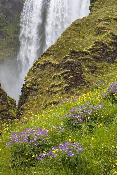 Seljalandsfoss Waterfall and Wildflowers, Iceland