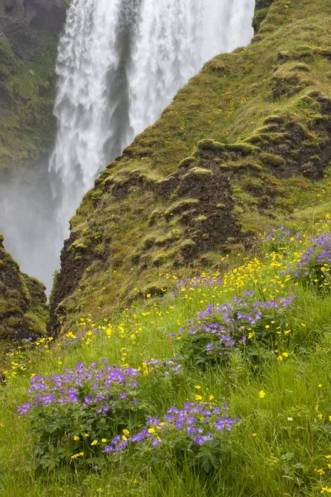 Framed Print : Seljalandsfoss Waterfall and Wildflowers, Iceland
