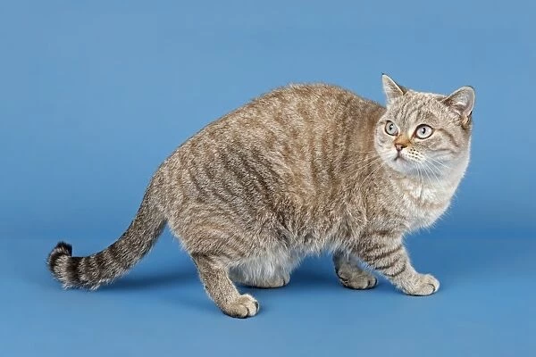 Selkirk Rex cat, 1 year, color Blue Spotted Torbie White