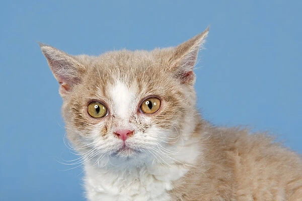Selkirk Rex kitten, 10 weeks, color Lilac Mackerel Tabby White