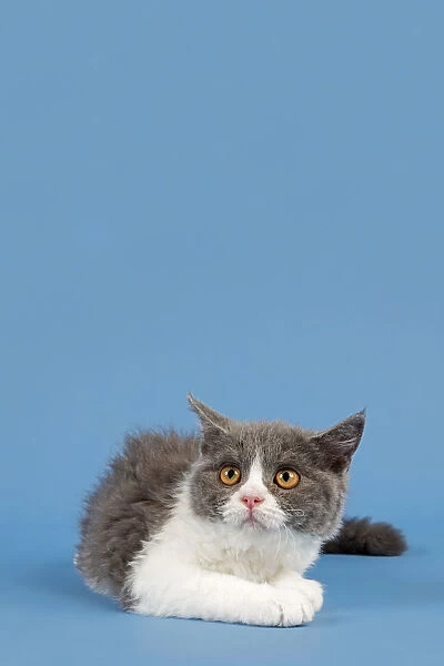 Selkirk Rex kitten, 10 weeks, colour blue-white