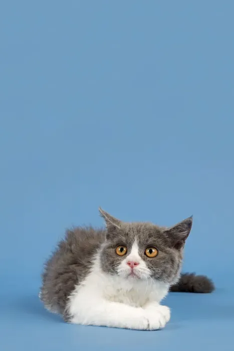 Framed Print : Selkirk Rex kitten, 10 weeks, colour blue-white Framed Print : Selkirk Rex kitten, 10 weeks, colour blue-white