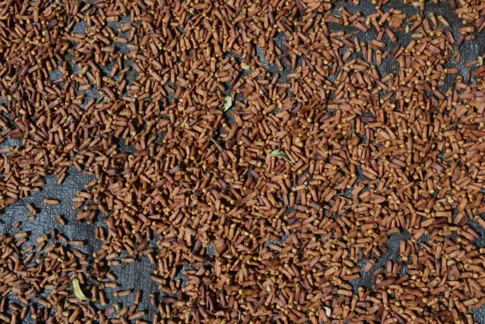 Framed Print : Semi-dried cloves -Syzygium aromaticum-, laid out to dry, Munduk, Bali, Indonesia Framed Print : Semi-dried cloves -Syzygium aromaticum-, laid out to dry, Munduk, Bali, Indonesia