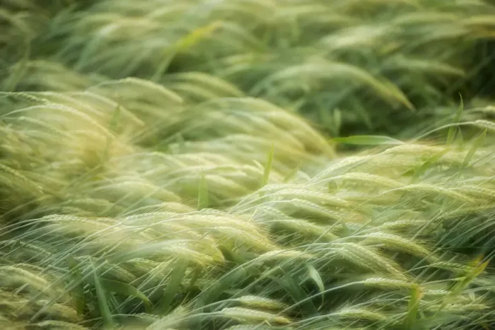 Framed Print : Semi-mature barley field -Hordeum vulgare-, Baden-Wuerttemberg, Germany, Europe Framed Print : Semi-mature barley field -Hordeum vulgare-, Baden-Wuerttemberg, Germany, Europe