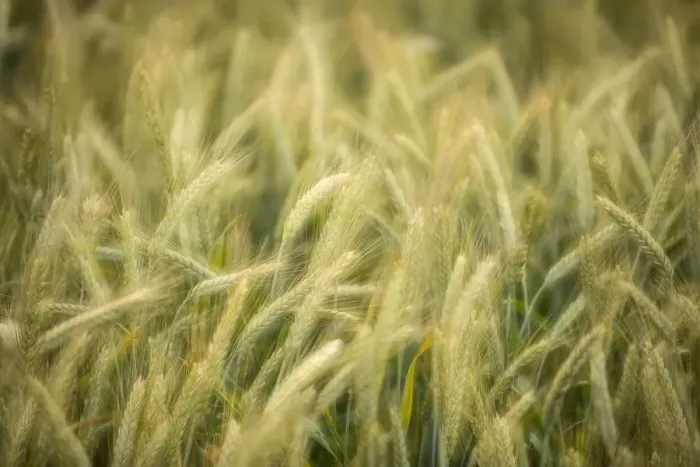 Framed Print : Semi-mature barley field -Hordeum vulgare-, Baden-Wuerttemberg, Germany, Europe