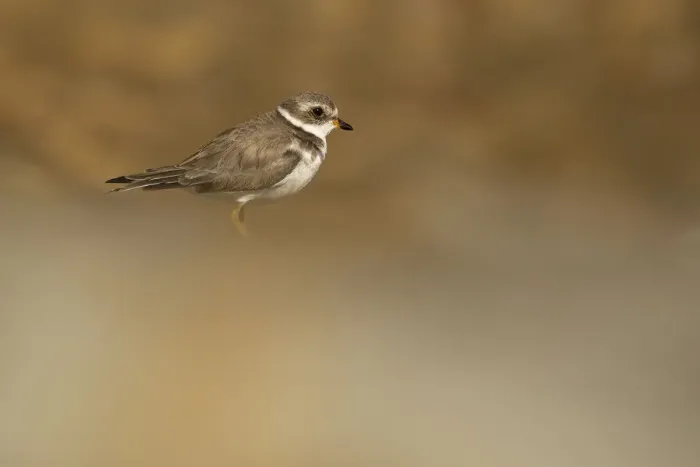 Framed Print : Semipalmated Plover Framed Print : Semipalmated Plover