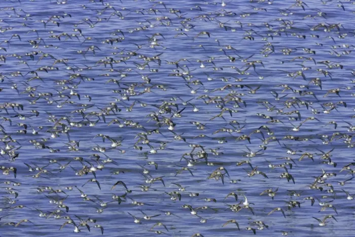 Framed Print : Semipalmated sandpipers (Calidris pusilla) during autumn migration Framed Print : Semipalmated sandpipers (Calidris pusilla) during autumn migration