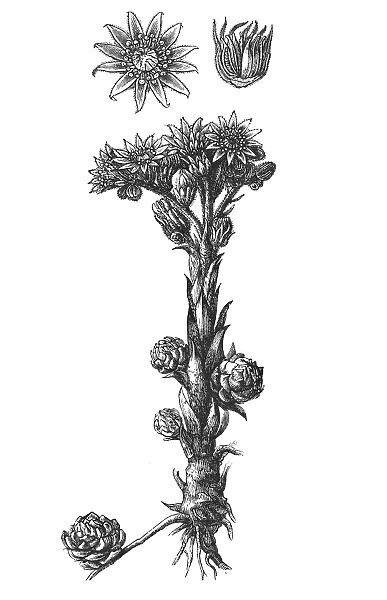 Sempervivum tectorum (common houseleek)