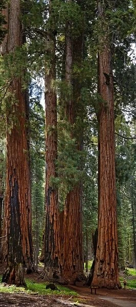 The Senate, a group of gigantic giant sequoia trees -Sequoiadendron giganteum-, with astonished visitor, Sequoia National Park, California, United States
