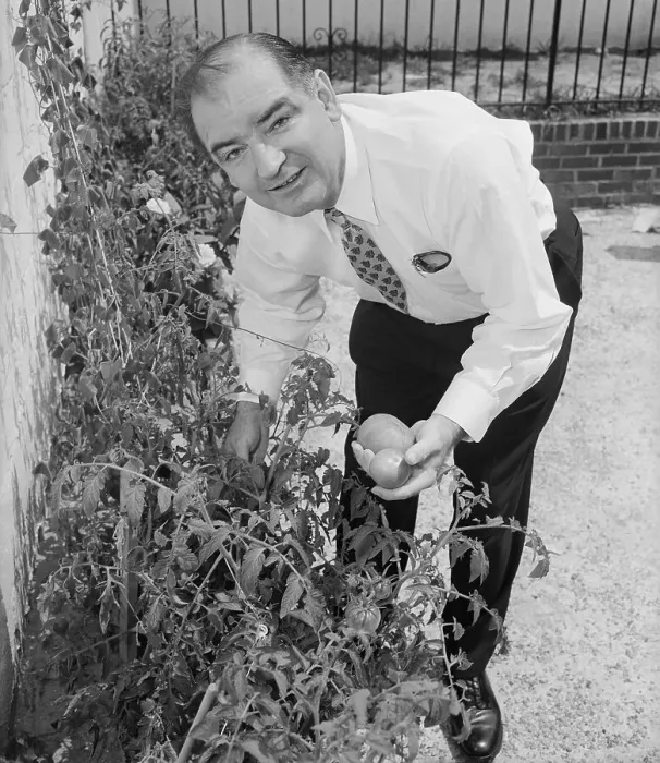 Framed Print : Senator Joseph McCarthy Picking Tomatoes in His Garden Framed Print : Senator Joseph McCarthy Picking Tomatoes in His Garden