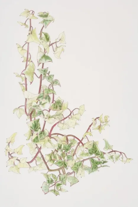 Framed Print : Senecio macroglossus Variegatus, Cape Ivy or Natal Ivy or Wax Vine