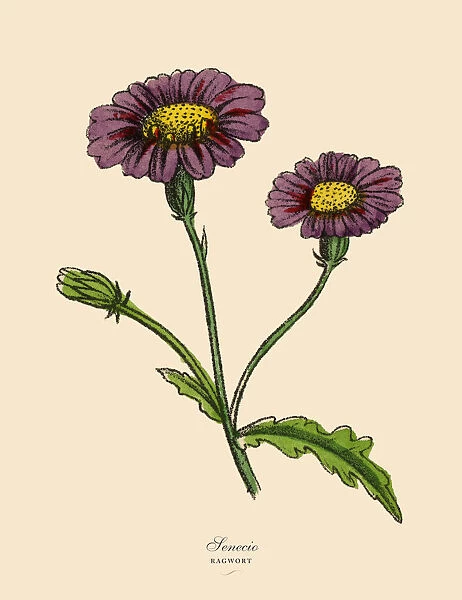 Senecio or Ragwort Plants, Victorian Botanical Illustration