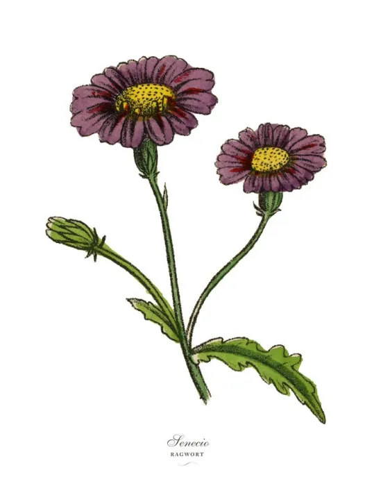 Framed Print : Senecio or Ragwort Plants, Victorian Botanical Illustration Framed Print : Senecio or Ragwort Plants, Victorian Botanical Illustration