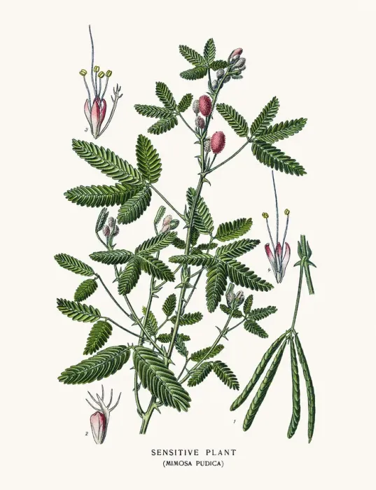 Framed Print : Sensitive plant Framed Print : Sensitive plant