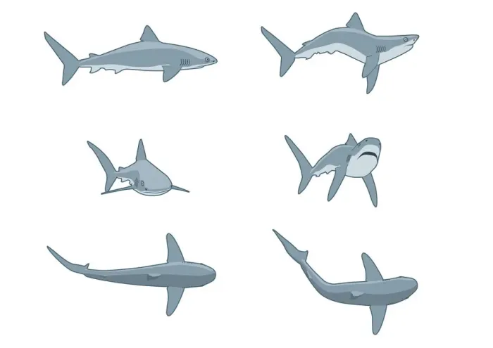 Framed Print : Sequence of digital illustrations showing threat postures of Grey Reef Shark (Carcharhinus amblyrhynchos) Framed Print : Sequence of digital illustrations showing threat postures of Grey Reef Shark (Carcharhinus amblyrhynchos)