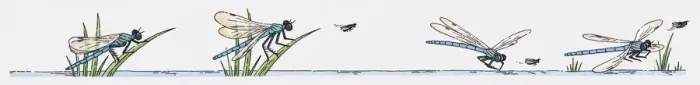 Framed Print : Sequence of illustration of Dragonfly hunting insect Framed Print : Sequence of illustration of Dragonfly hunting insect