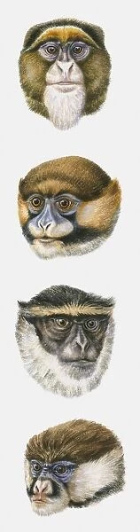 Sequence of illustrations of De Brazzas Monkey, Moustached Monkey, Diana Monkey, and White-nosed Monkey heads