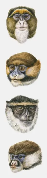 Framed Print : Sequence of illustrations of De Brazzas Monkey, Moustached Monkey, Diana Monkey, and White-nosed Monkey heads Framed Print : Sequence of illustrations of De Brazzas Monkey, Moustached Monkey, Diana Monkey, and White-nosed Monkey heads
