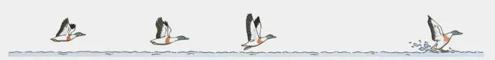 Framed Print : Sequence of illustrations of duck flying and landing on water Framed Print : Sequence of illustrations of duck flying and landing on water