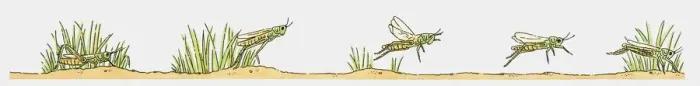 Framed Print : Sequence of illustrations of grasshopper on the move