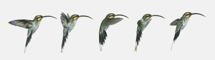 Framed Print : Sequence of illustrations of hovering Long-billed Hermit (Phaethornis longirostris) hummingbird Framed Print : Sequence of illustrations of hovering Long-billed Hermit (Phaethornis longirostris) hummingbird