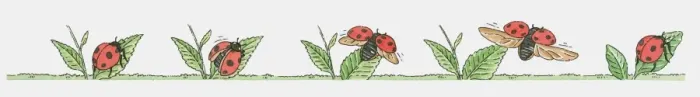 Framed Print : Sequence of illustrations of Ladybird on leaf Framed Print : Sequence of illustrations of Ladybird on leaf