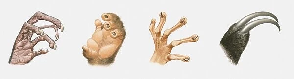 Sequence of illustrations of nocturnal animals hands that are good for gripping. Tarsier, Loris, Aye-aye and Hoffmanns Two-toed sloth