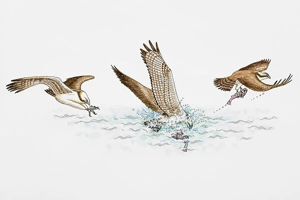 Sequence of illustrations of Osprey (Pandion haliaetus) plunging feet first into water, catching fish and flying away, gripping it by reversible front toes and sharp spicules