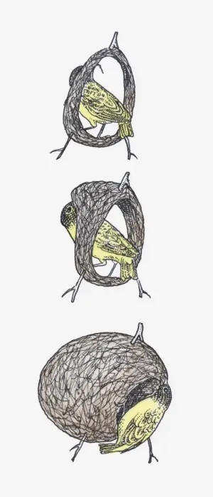 Framed Print : Sequence of illustrations showing Black-headed Weaver (Ploceus melanocephalus) making nest Framed Print : Sequence of illustrations showing Black-headed Weaver (Ploceus melanocephalus) making nest