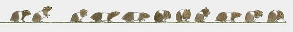 Sequence of illustrations showing brown and white hamster