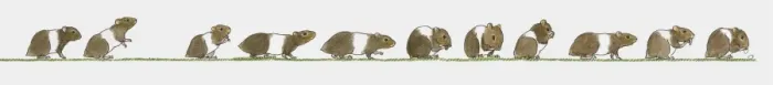 Framed Print : Sequence of illustrations showing brown and white hamster Framed Print : Sequence of illustrations showing brown and white hamster