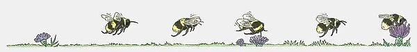 Sequence of illustrations showing bumblebee flying toward flower and collecting pollen