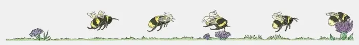 Framed Print : Sequence of illustrations showing bumblebee flying toward flower and collecting pollen